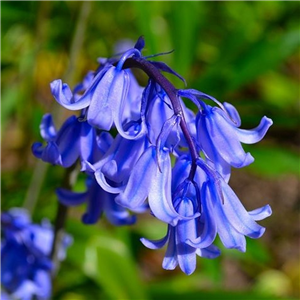 Hyacinthoides Non-scripta (English Bluebell)